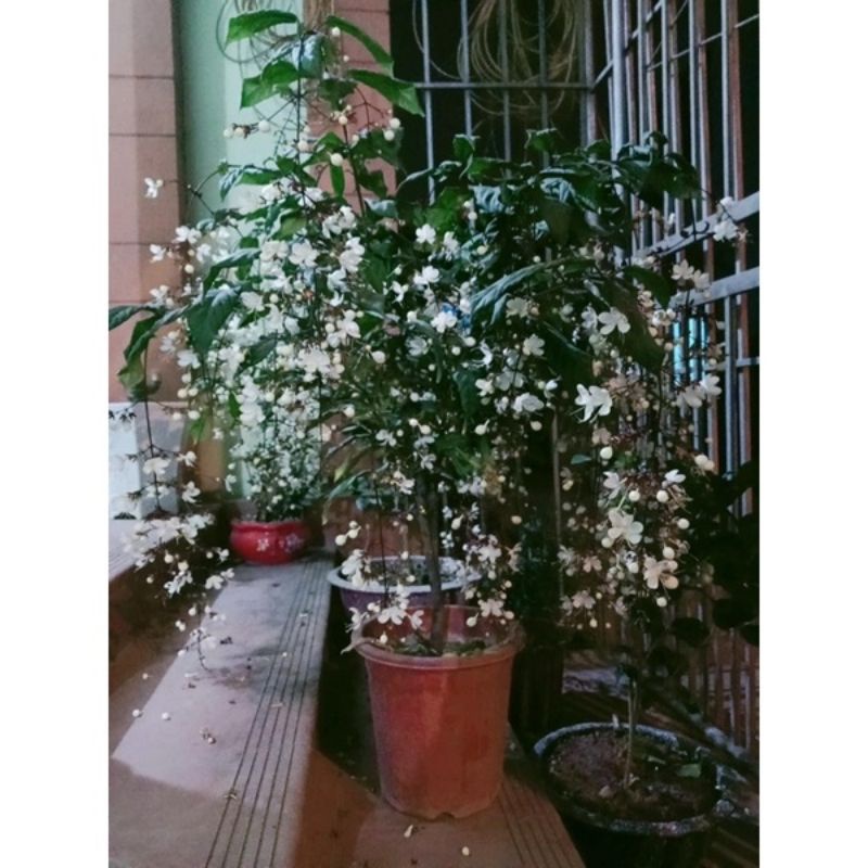 Cây giống hoa Dạ Ngọc minh châu