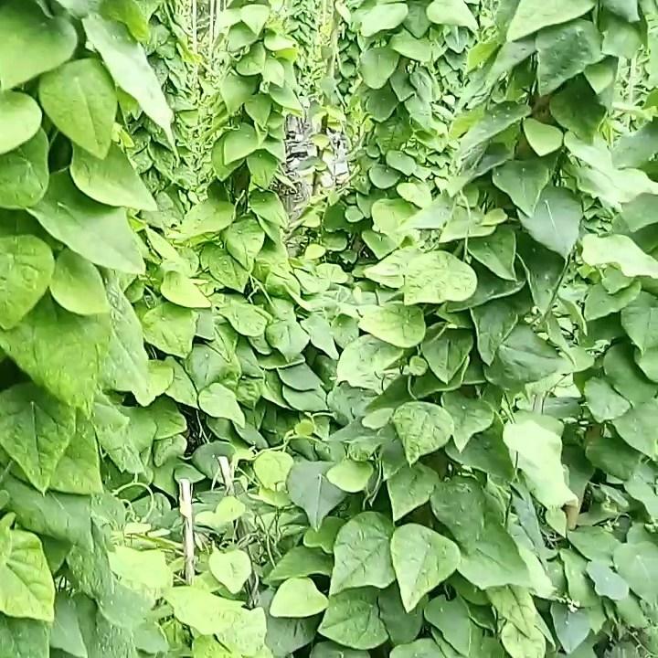 Hạt giống sương sâm