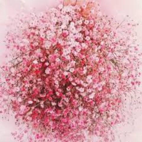 Hình nền hoa baby hồng là sự lựa chọn phù hợp cho những ai yêu thích sự nhẹ nhàng và dịu dàng. Đến với bộ sưu tập của chúng tôi, bạn sẽ có cơ hội chiêm ngưỡng các hình ảnh về hoa baby hồng đầy tinh tế và đẹp mắt.
