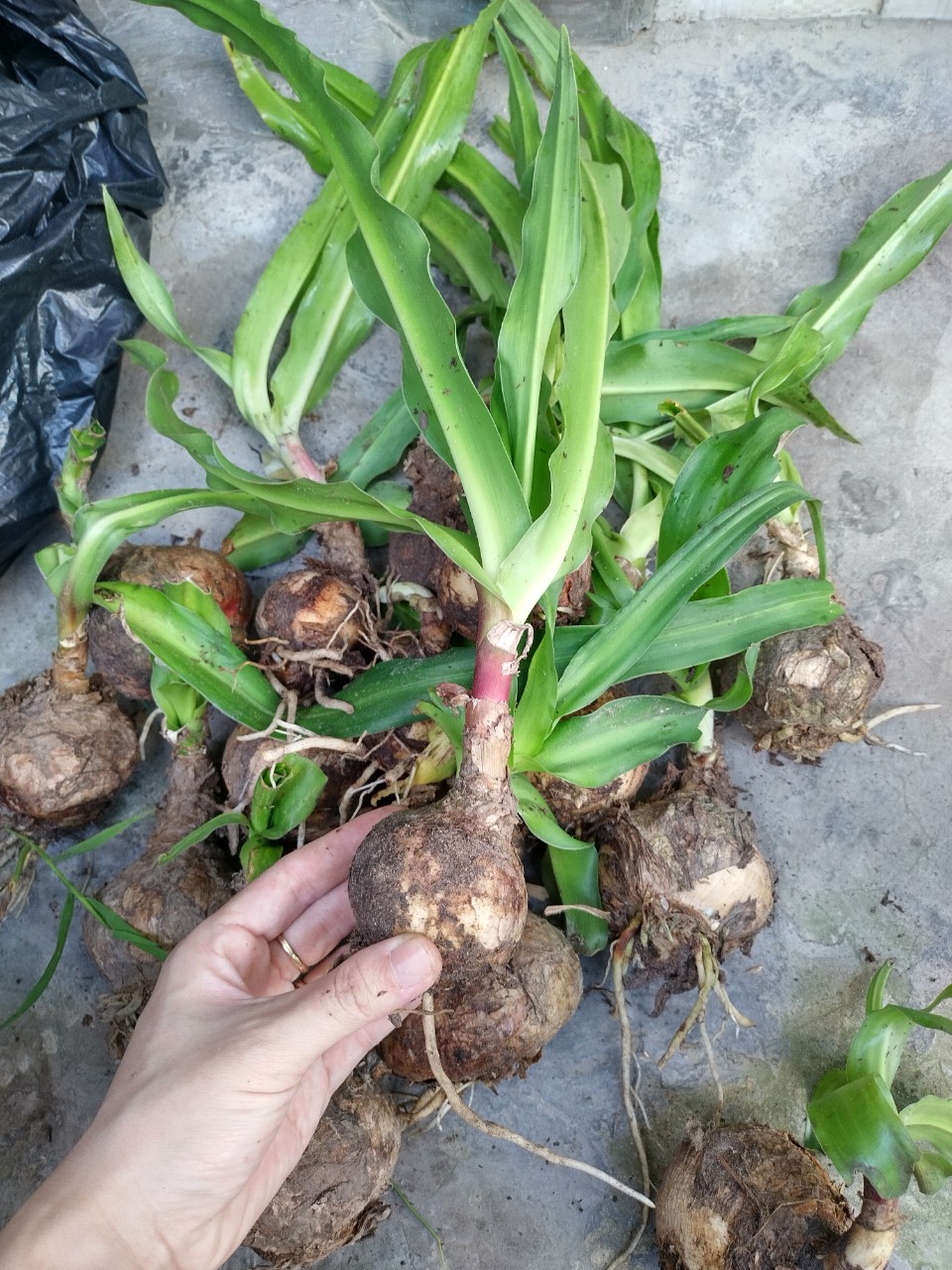 Cây giống trinh nữ hoàng cung 5 củ Tỷ lệ sống cao