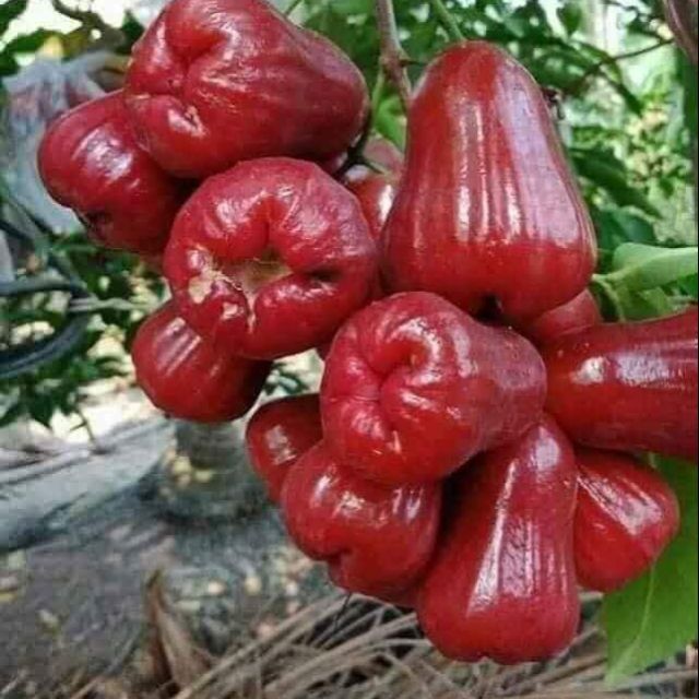 CÂY GIỐNG ROI ĐỎ THÁI LAN SIÊU NGON SIÊU QUẢ- CAM KÊT GIỐNG CHUẨN F1