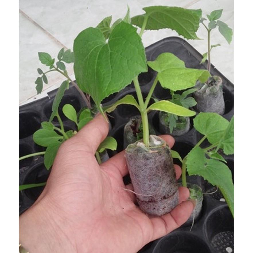 Combo 300 viên nén ươm hạt giống, nhân ngó dâu tây (viên nén xơ dừa)