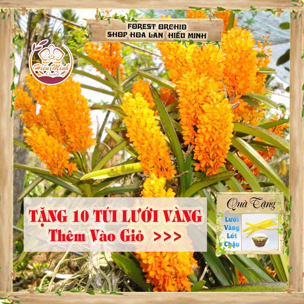 Hoa Lan đột biến Hỏa Hoàng Cam, Phong lan rừng Tây Bắc, Lào, Cây Giống Giá Rẻ, phi điệp 5 cánh trắng tím