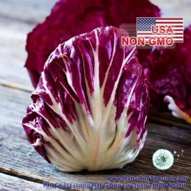 Hạt giống Rau Diếp Xoăn Tím