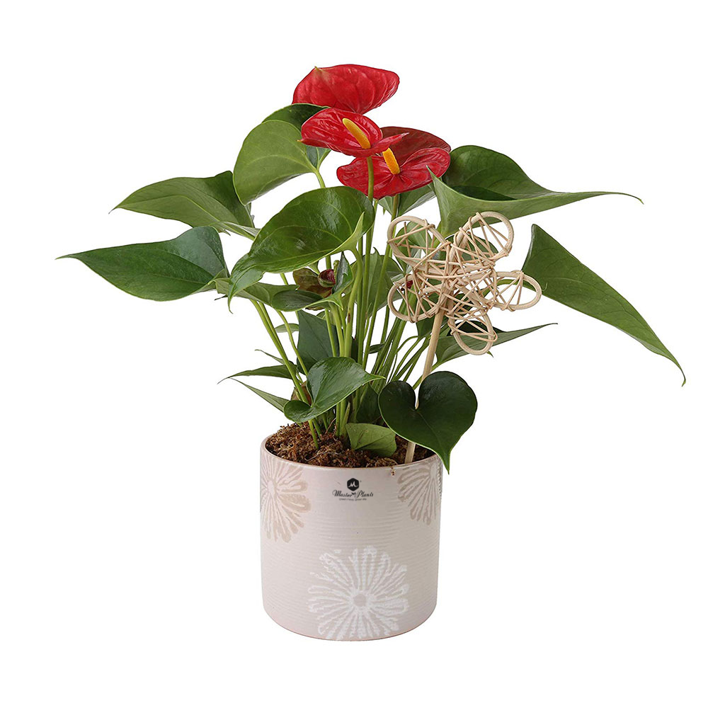 Cây hoa hồng môn đỏ siêu hoa, Cao 25cm lá dày to đẹp hoa mang sắc đỏ tươi bắt mắt dễ chăm sóc hợp trang trí nội thất