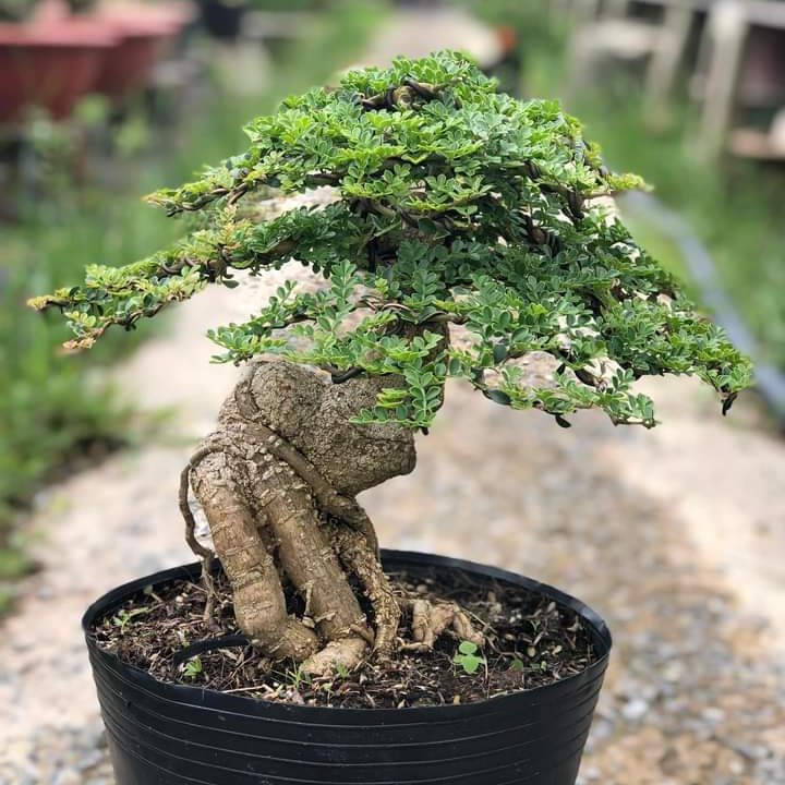 Cây cần thăng bonsai để bàn