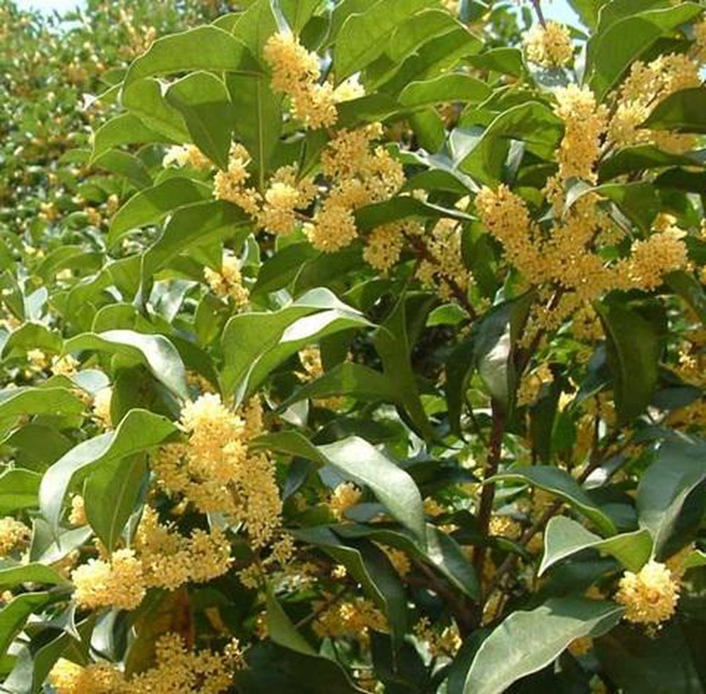 cây hoa mộc hương ta hoa vàng cao trên 1,5m - FREE SHIP TỪ 50K