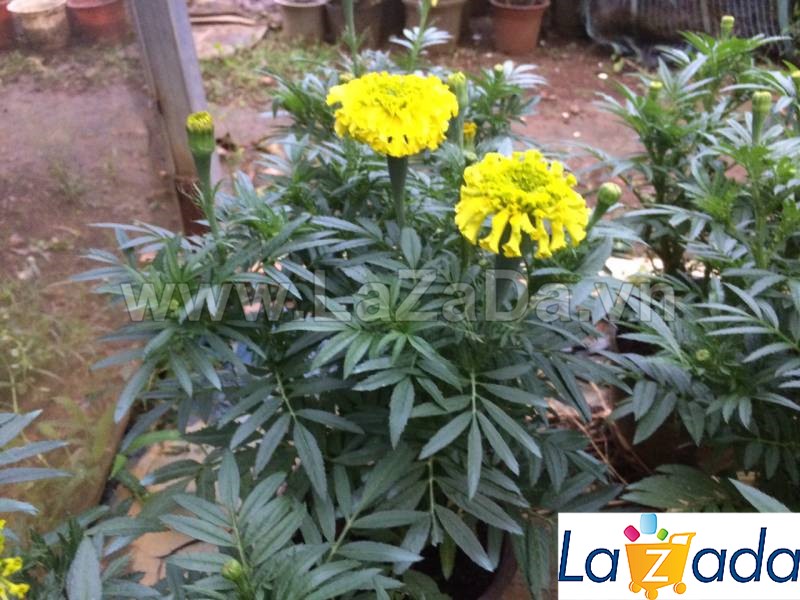 1GR 320.HẠT Hạt Giống Hoa Cúc Vạn Thọ Cao Lỡ Vàng Sai Bông F1 TG44 (| -KD: B33*V75)