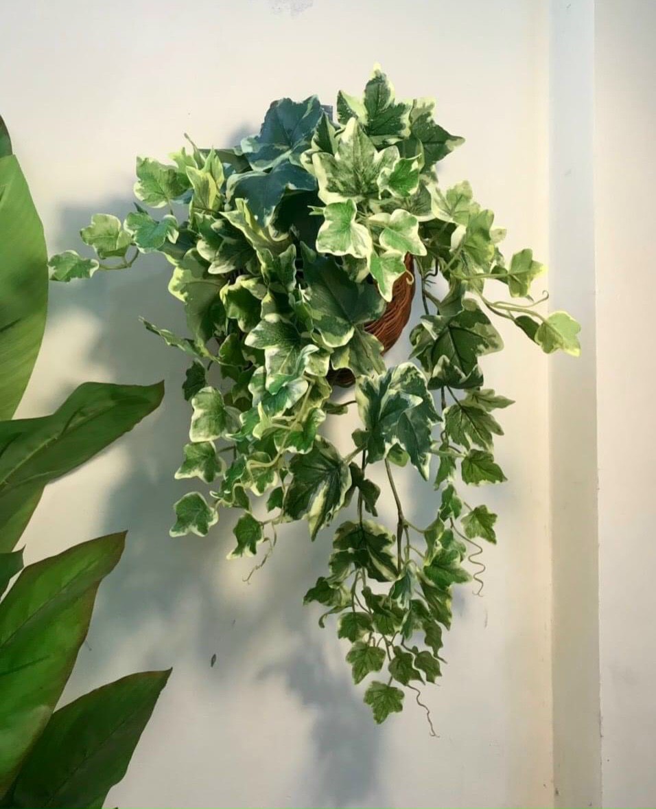 Bụi lá thường xuân rủ giả lá viền trắng dài 60cm