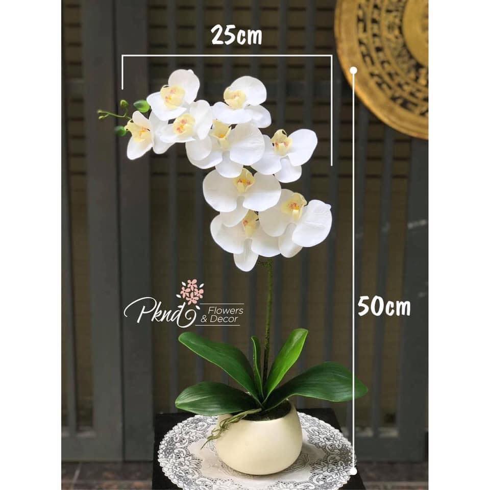 Chậu lan cao su 1 nhánh hoa cao cấp pknd flowers & decor