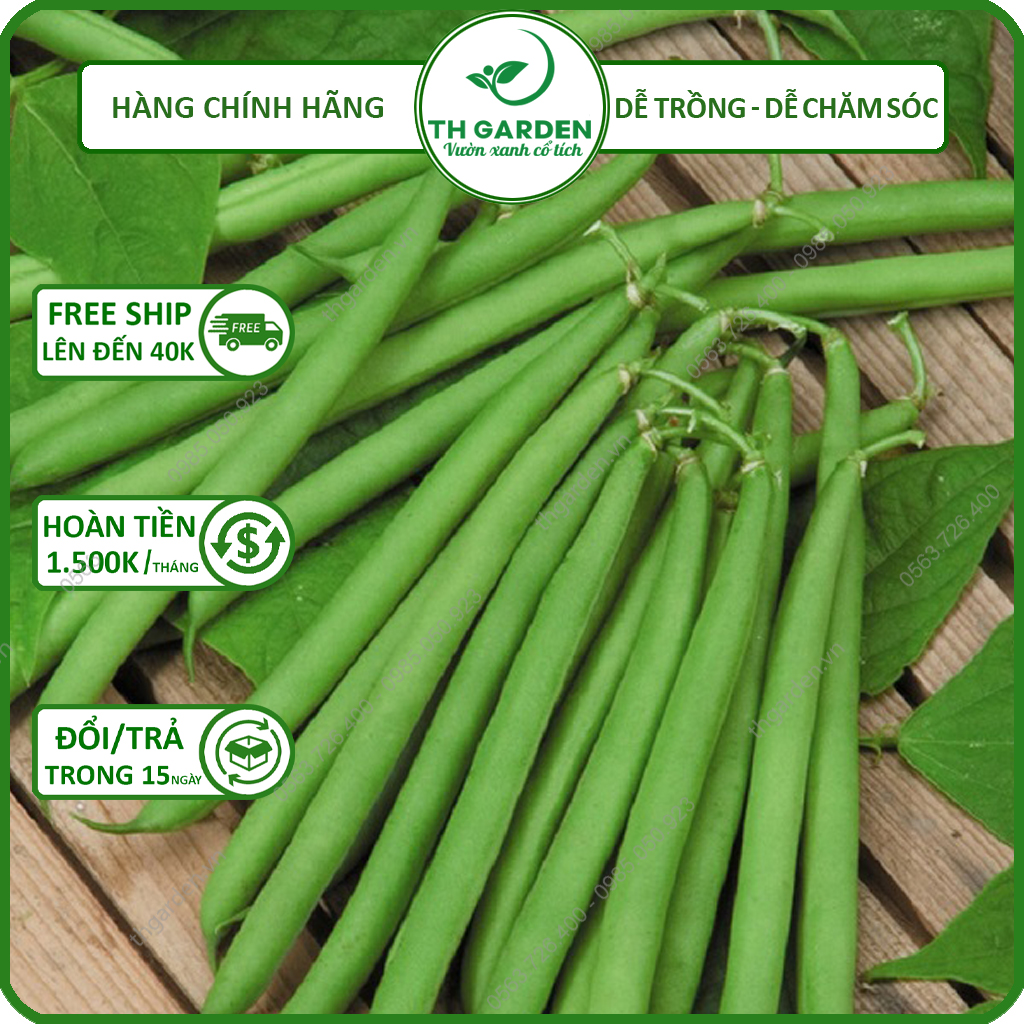 Hạt Giống Đậu Cove Leo Tứ Quý TH Garden - Hạt Nâu 50gr - Hạt Giống Cao Sản Dễ Trồng Dễ Chăm Sóc, Năng Suất Cao