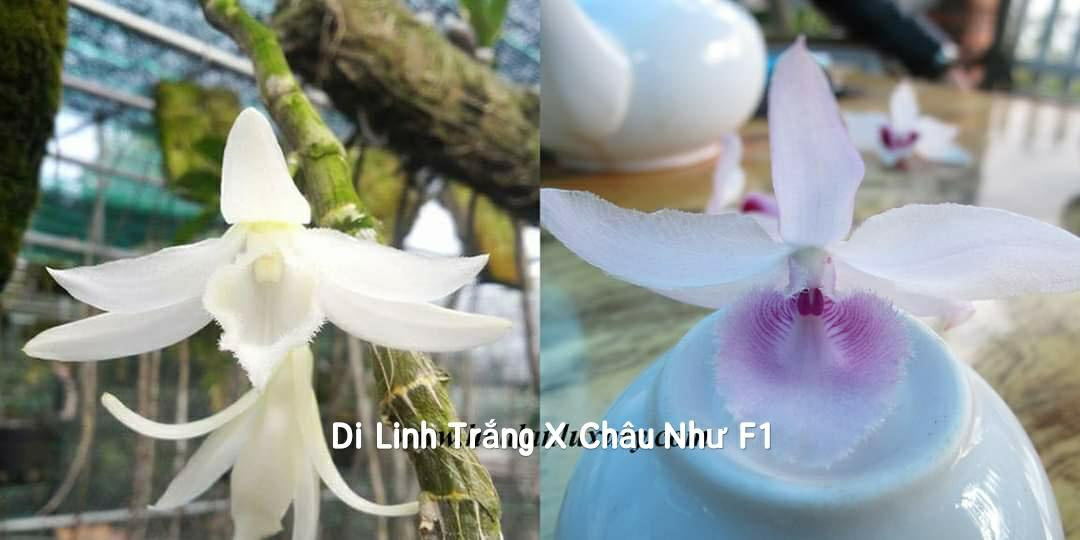 3 Cây Con Di Linh Trắng LAI Châu Như F1 - Mầm năm 2