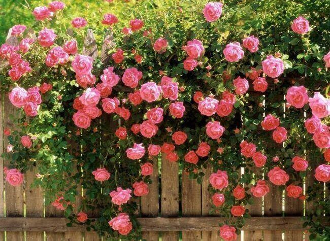 Hoa hồng 7 màu là biểu tượng của sự vui tươi và hoan hỉ. Hãy thưởng thức hình ảnh của bó hoa hồng 7 màu thật nổi bật, đầy màu sắc để giúp bạn thoát khỏi cuộc sống nhàm chán và tối tăm.