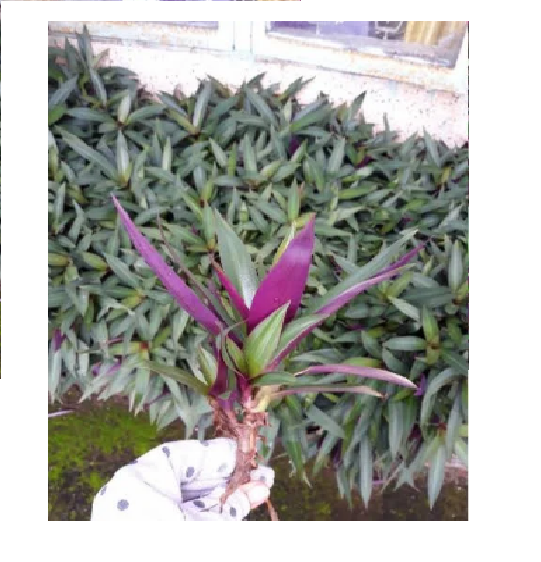 Cây lẻ bạn - Cây sò huyết - Cây cảnh
