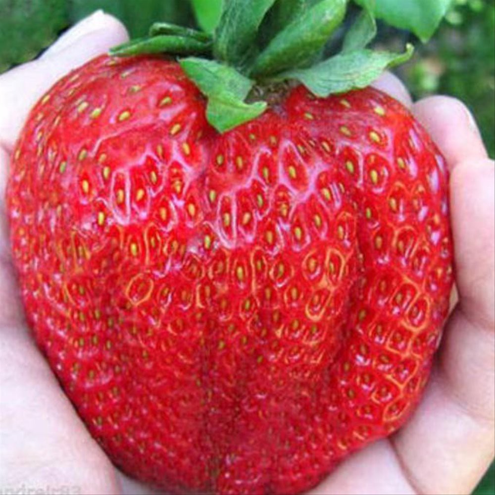 100 hạt giống dâu tây khổng lồ F1 chịu nhiệt tốt