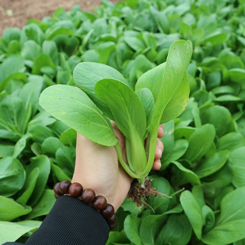 Hạt giống rau cải chíp