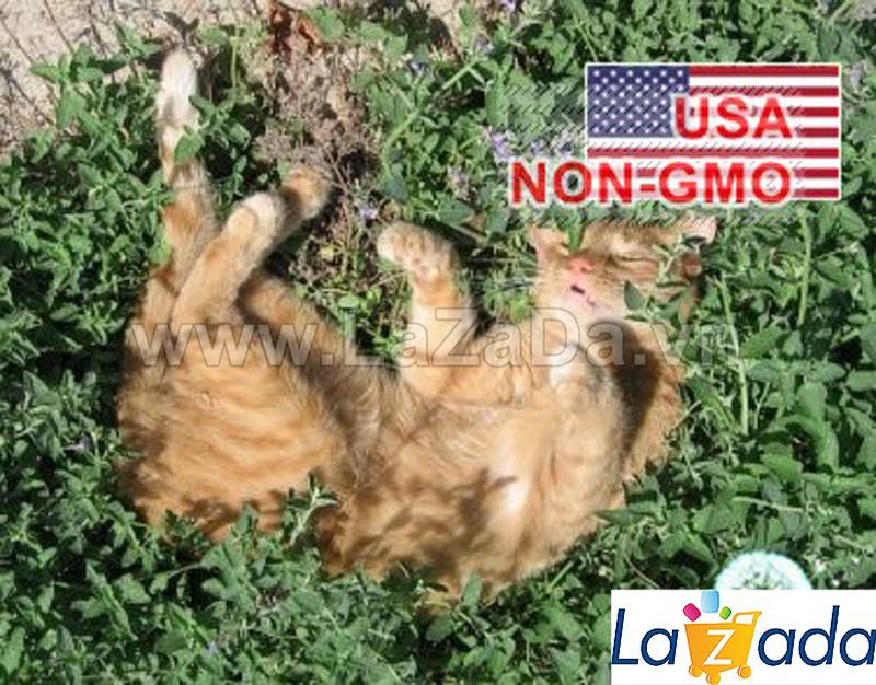 [HCM]50h Hạt Giống Catnip / Cỏ Mèo (B3.202| C26*X33)