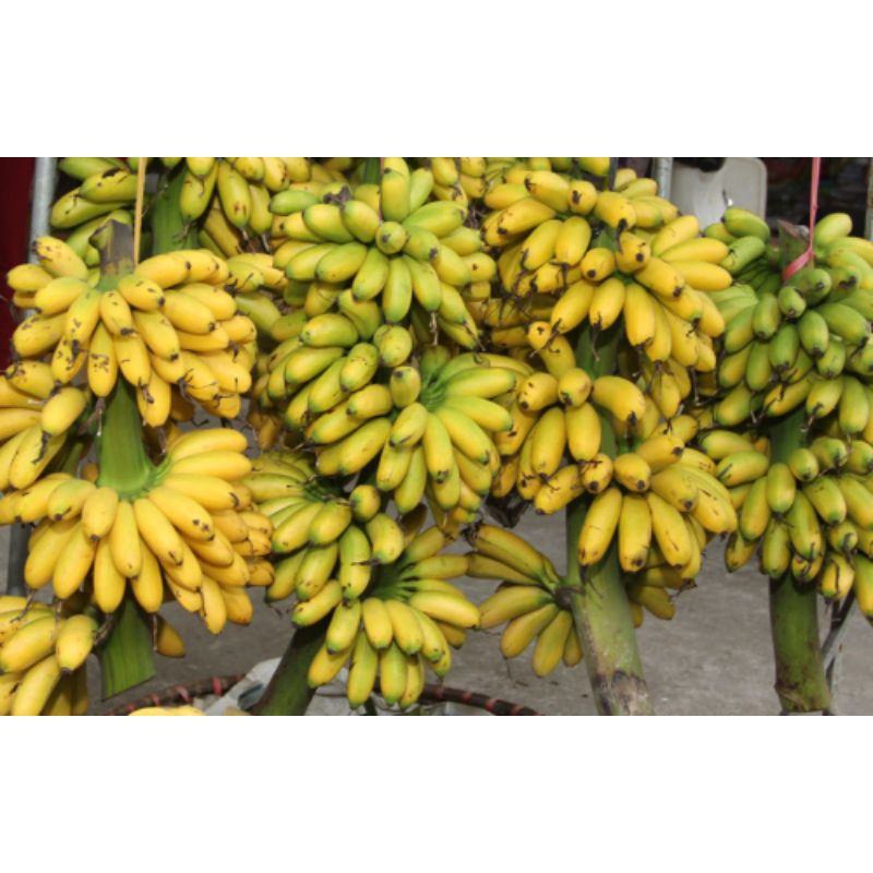 Cây giống chuối cau