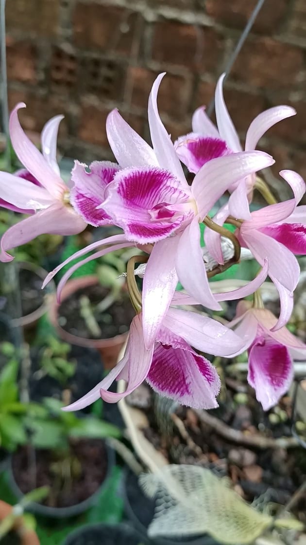 Cây giống hoa lan mắt xước tràn mũi trắng đỏ