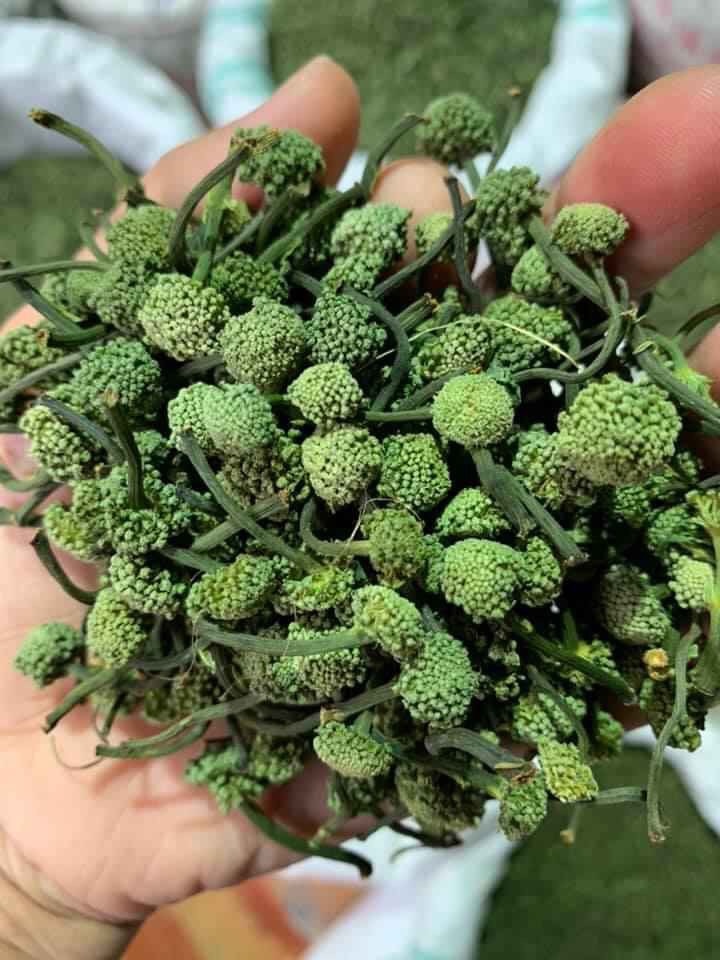 Nụ hoa tam thất khô