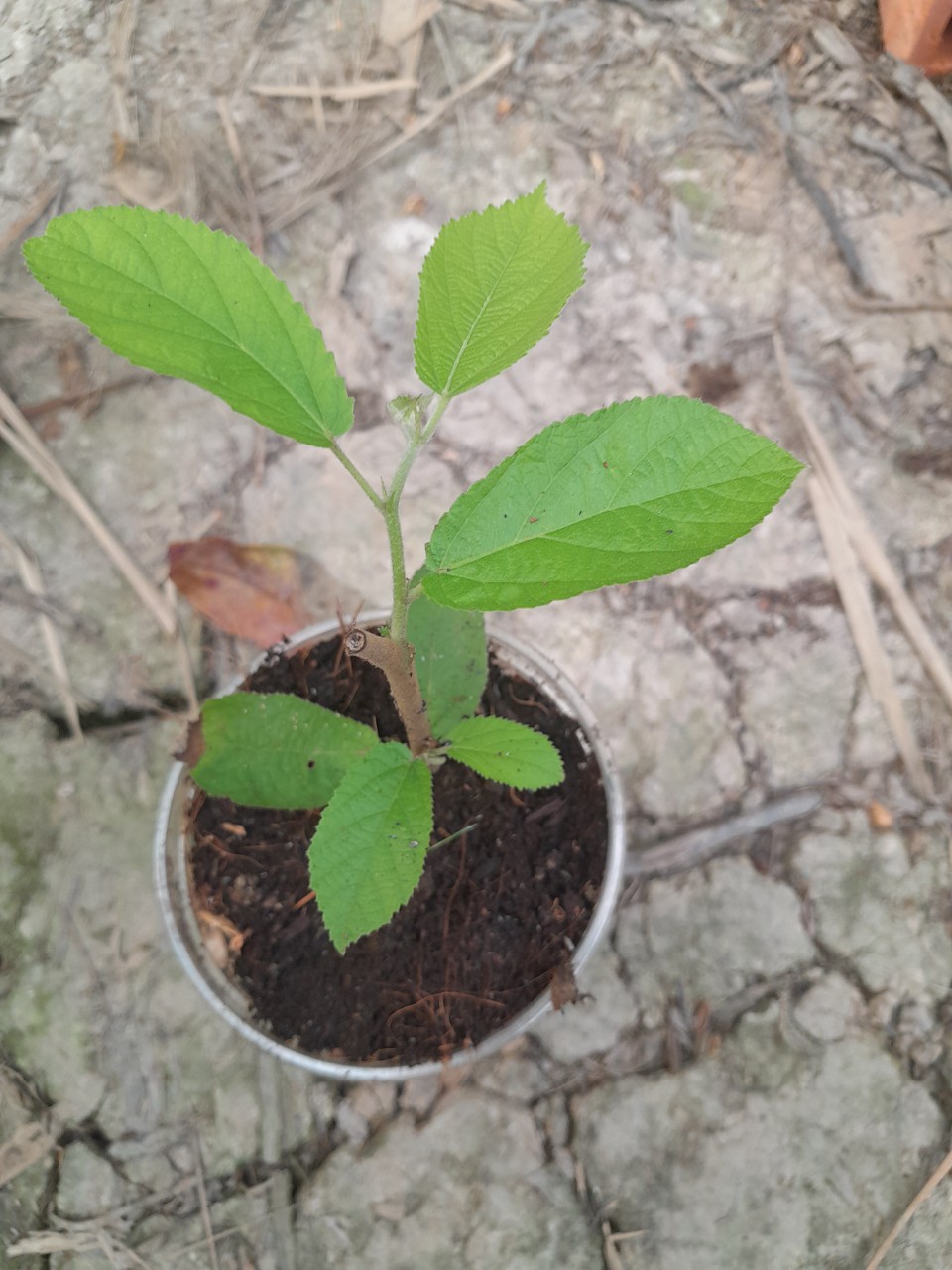 Cây An Xoa giống dùng làm dược liệu