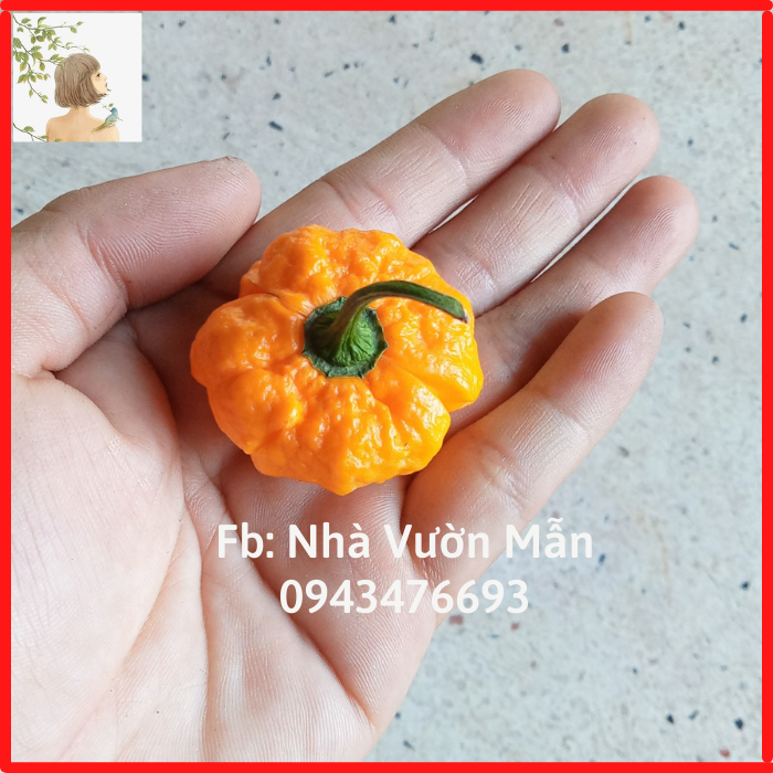 3 Hạt Ớt Scoth Bonnet Ogrange