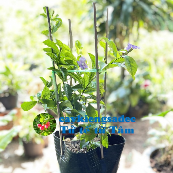 caykiengsadec - Hoa lài nhật - tặng phân bón cho cây mau lớn - hoa kiểng lá - trang trí nội thất cảnh quan sân vườn ngoài trời