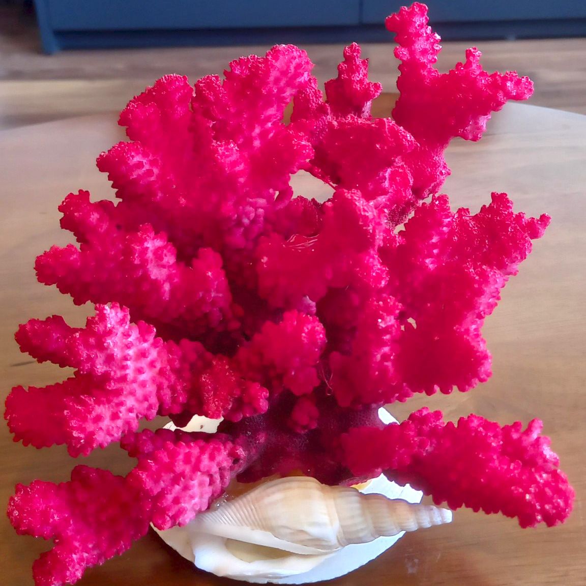 San hô lũa thủy sinh, San hô trang trí bể cá, tiểu cảnh tạo không gian biển