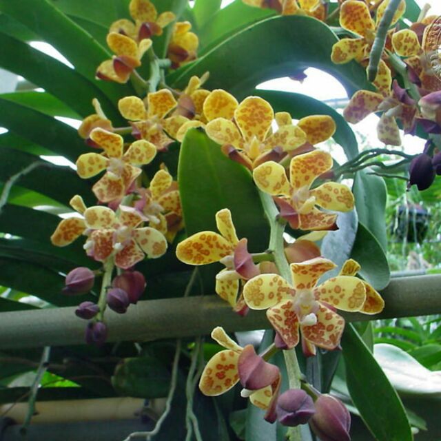 lan rừng cẩm báo bó 3 cây 35k ( hoa tết ,đang nhú nụ 03/12/2021)