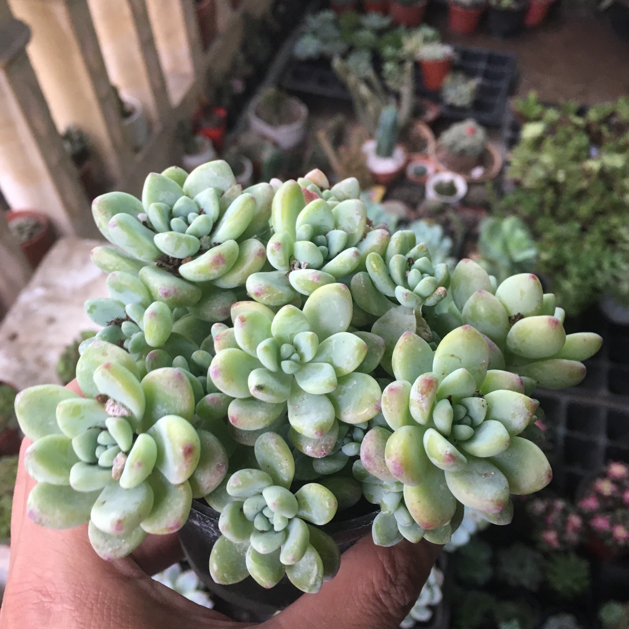 [HCM]Sen đá sỏi thiên thanh chậu trung 10-15cm- cây phong thuỷ- cây văn phòng- sen đá đông phước sài gòn