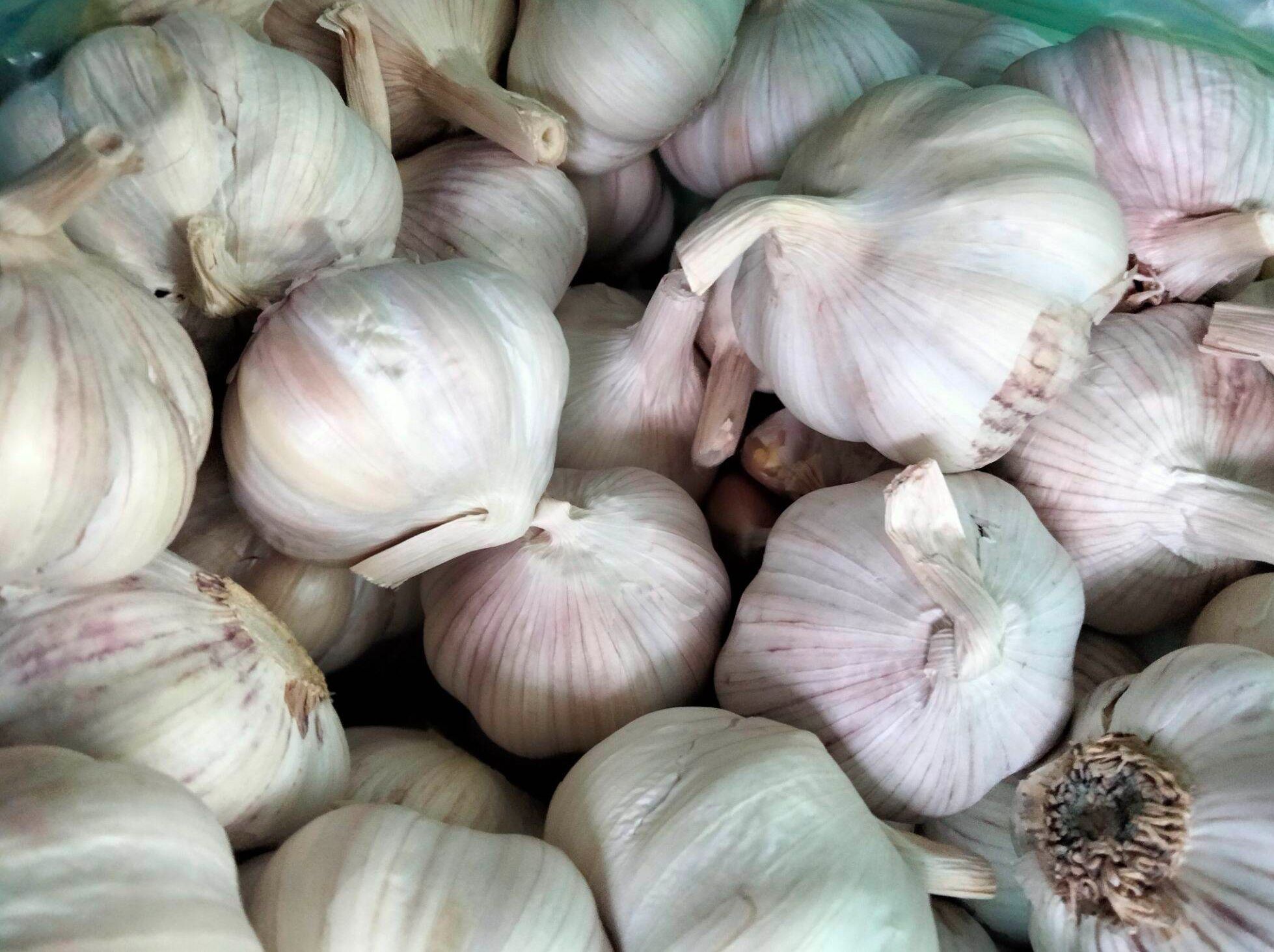 Tỏi lai tía (Thơm ngon, chắc mẩy)