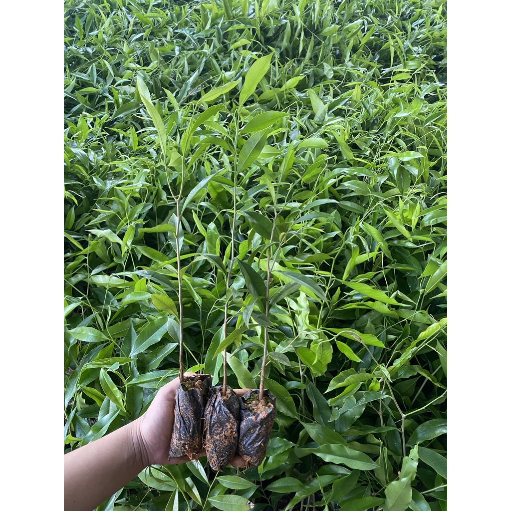 Combo 10 cây giống trầm hương-gió bầu