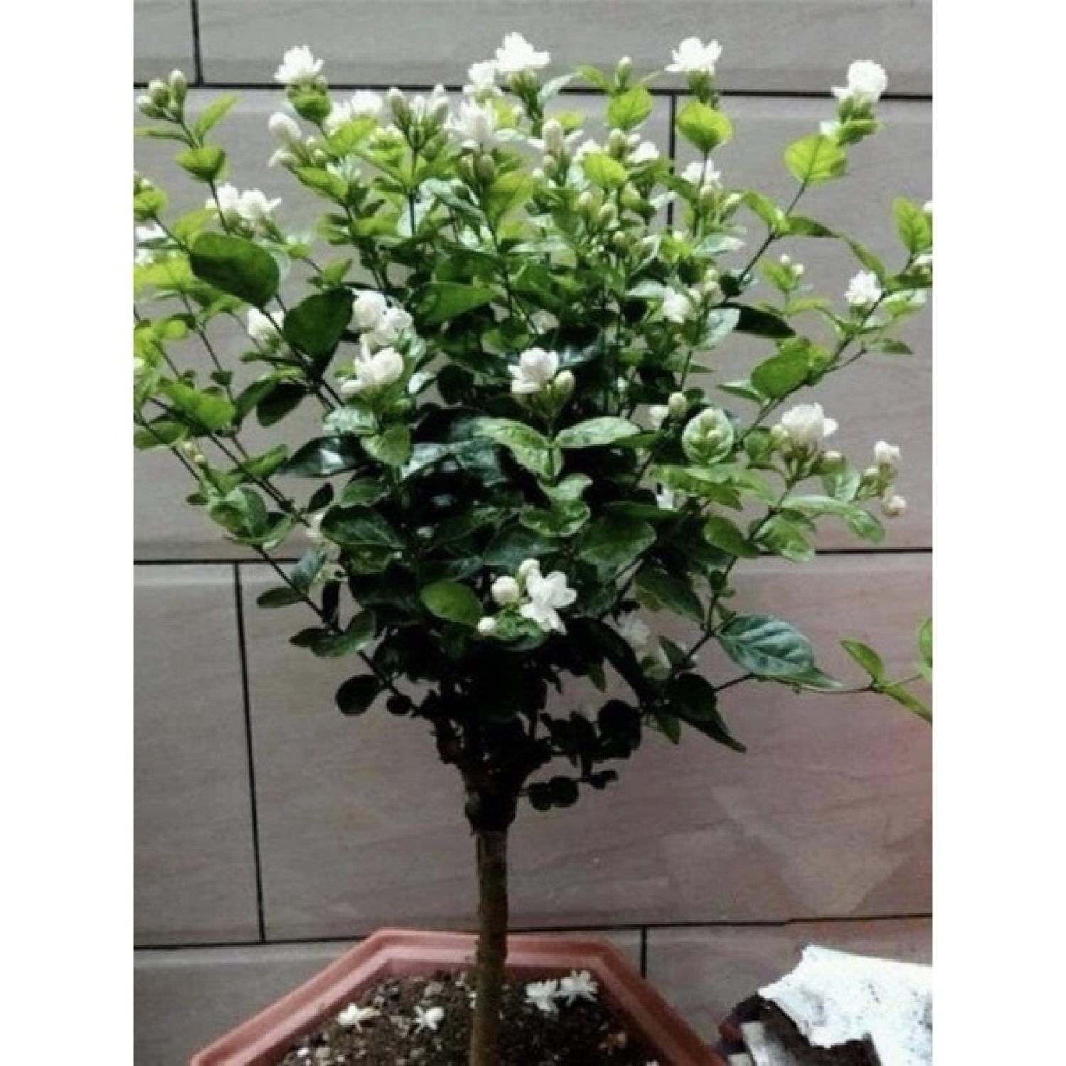 Cây giống hoa nhài kép hoa thơm phức