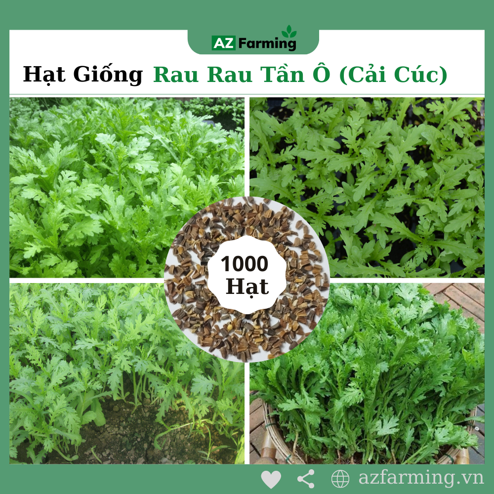 Hạt giống rau tần ô - gói 1000 hạt - az farming