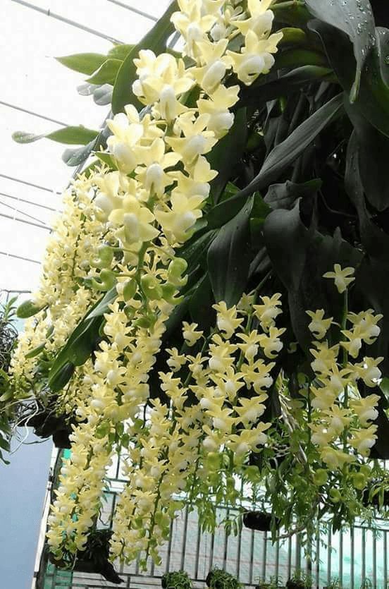 Hoa lan quế thơm đẹp