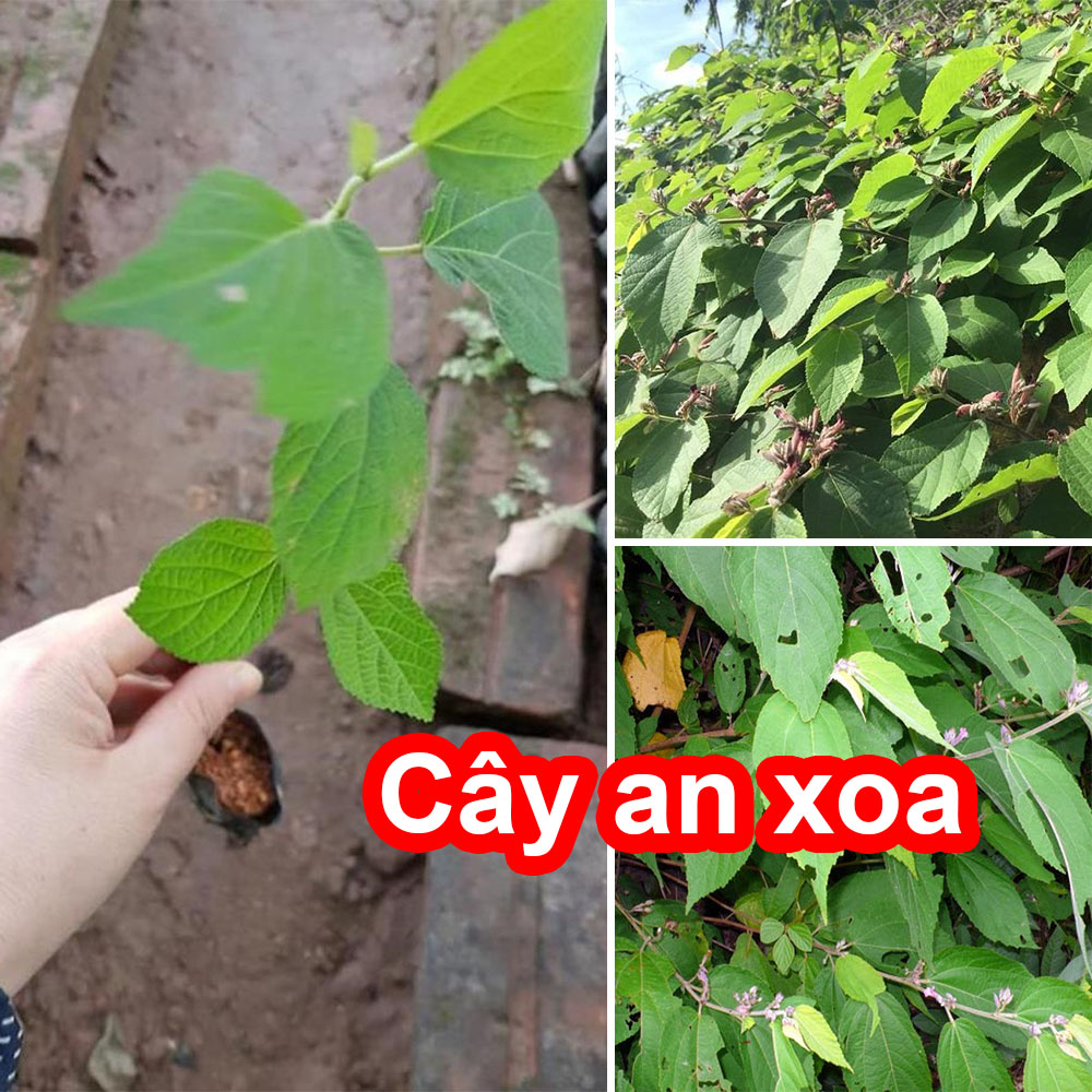 Cây an xoa
