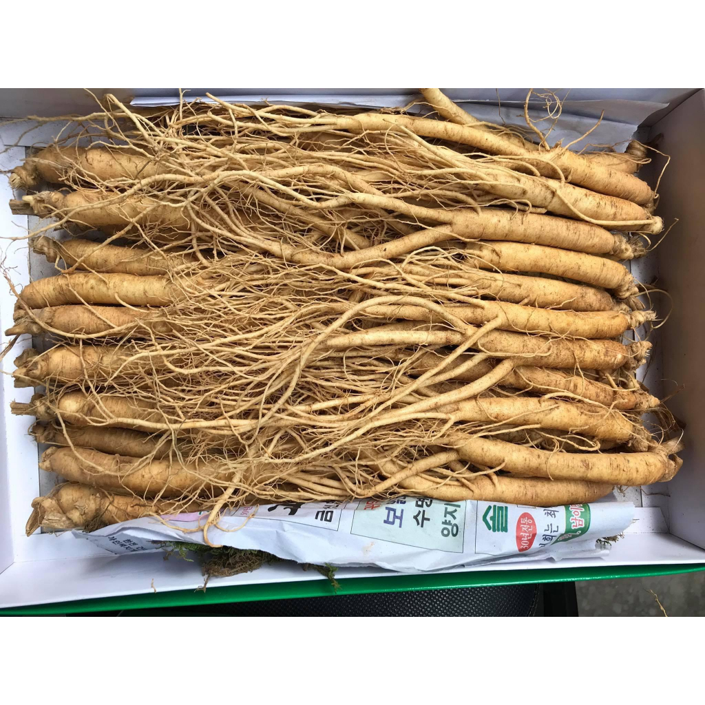 Nhân sâm tươi hàn quốc loại 25 - 35 củ 1 kg - sâm hầm gà