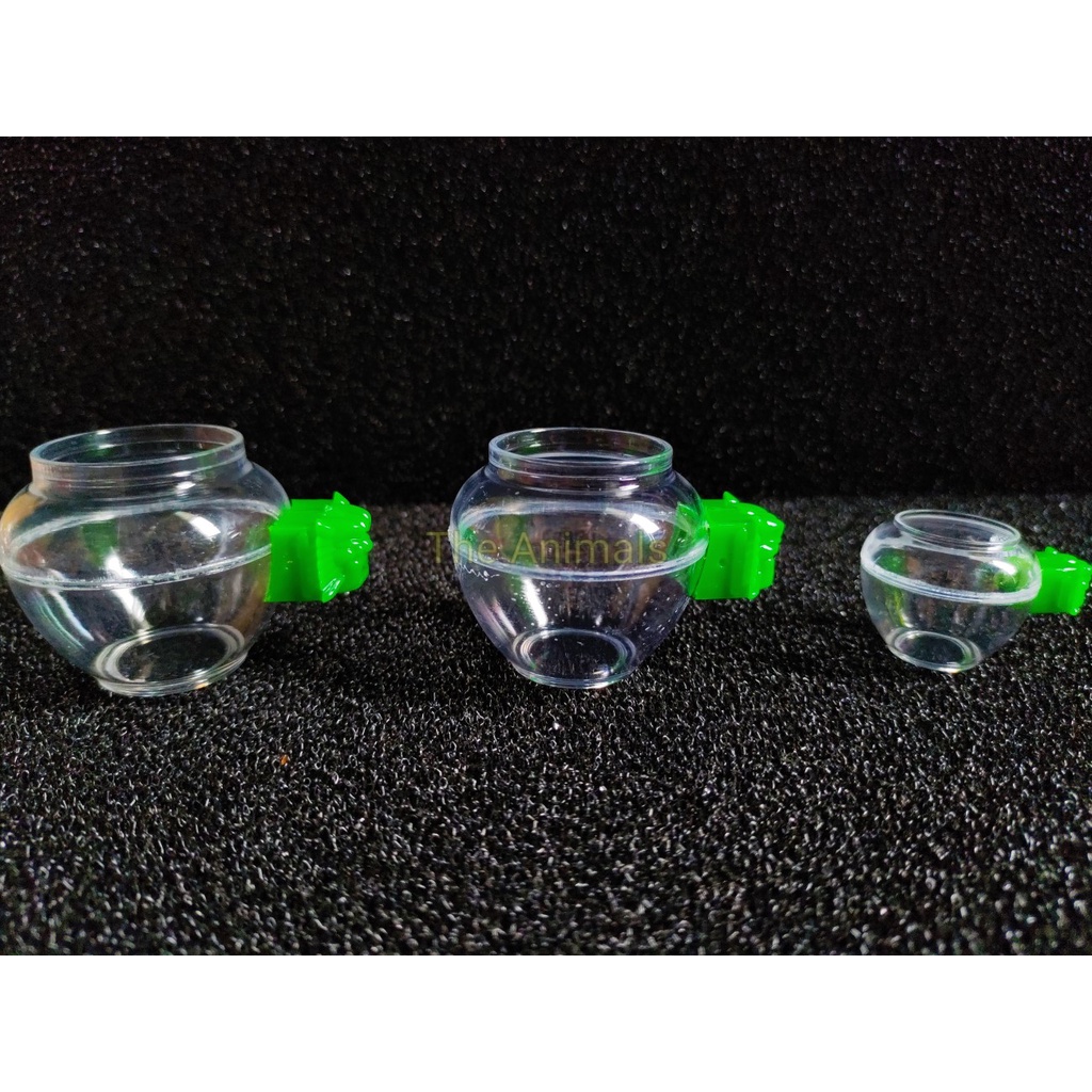 2 Cái Cóng uống nước chim cảnh tai xanh