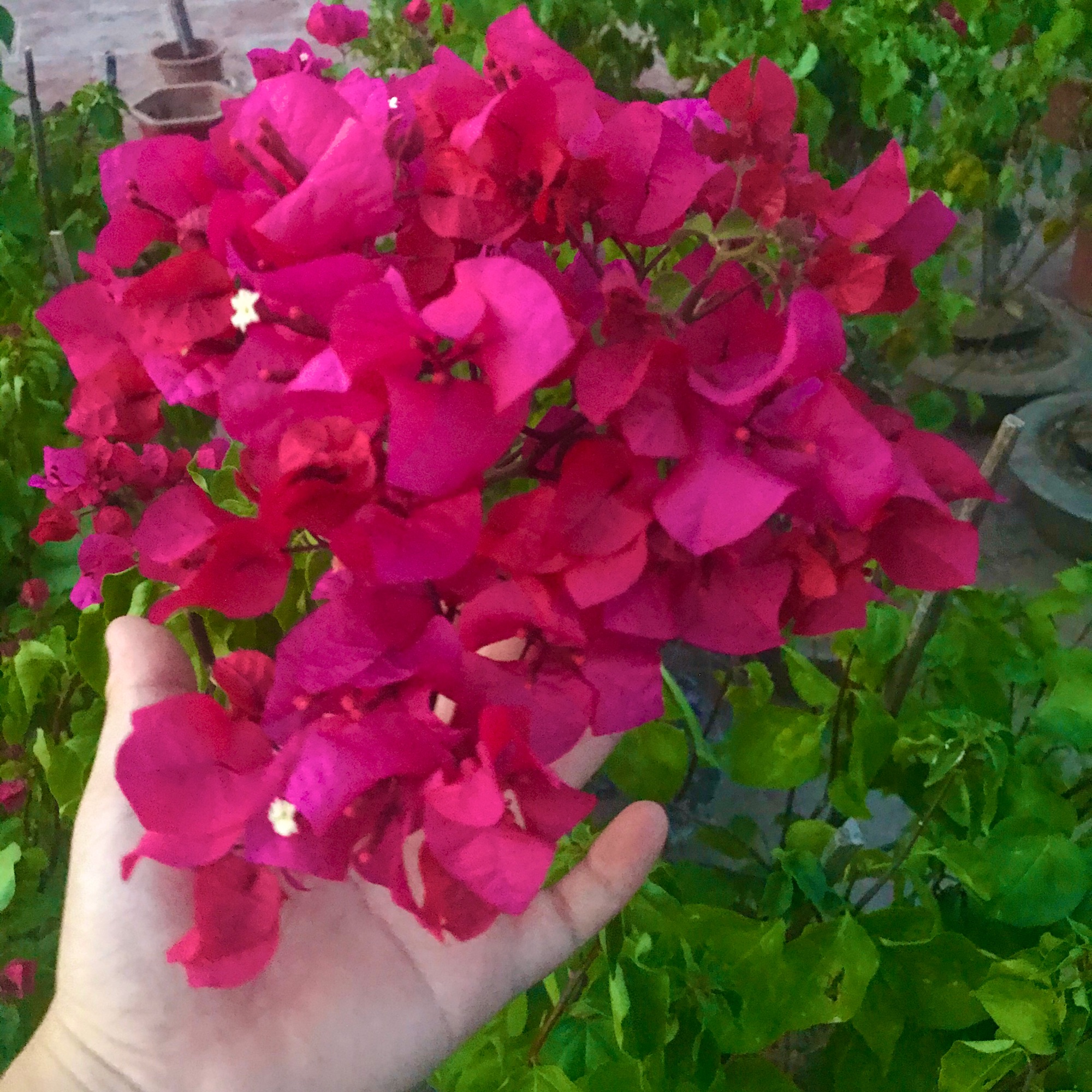 Hoa giấy đỏ đậm đẹp 100%