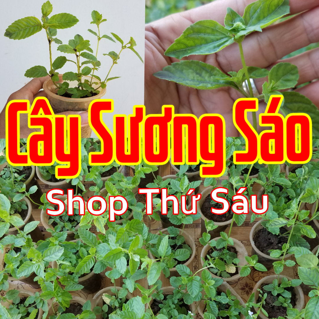 Cây Sương Sáo   Cây Thạch đen. Mesona chisnensis Benth. Giúp thanh nhiệt, giải độc cơ thể, giảm cholesterol, chống lão hóa da,