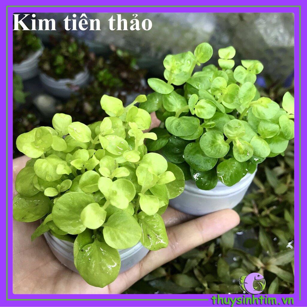 Cây Cắt Cắm Kim Tiền Thảo - CÂY THỦY SINH LÁ CẠN