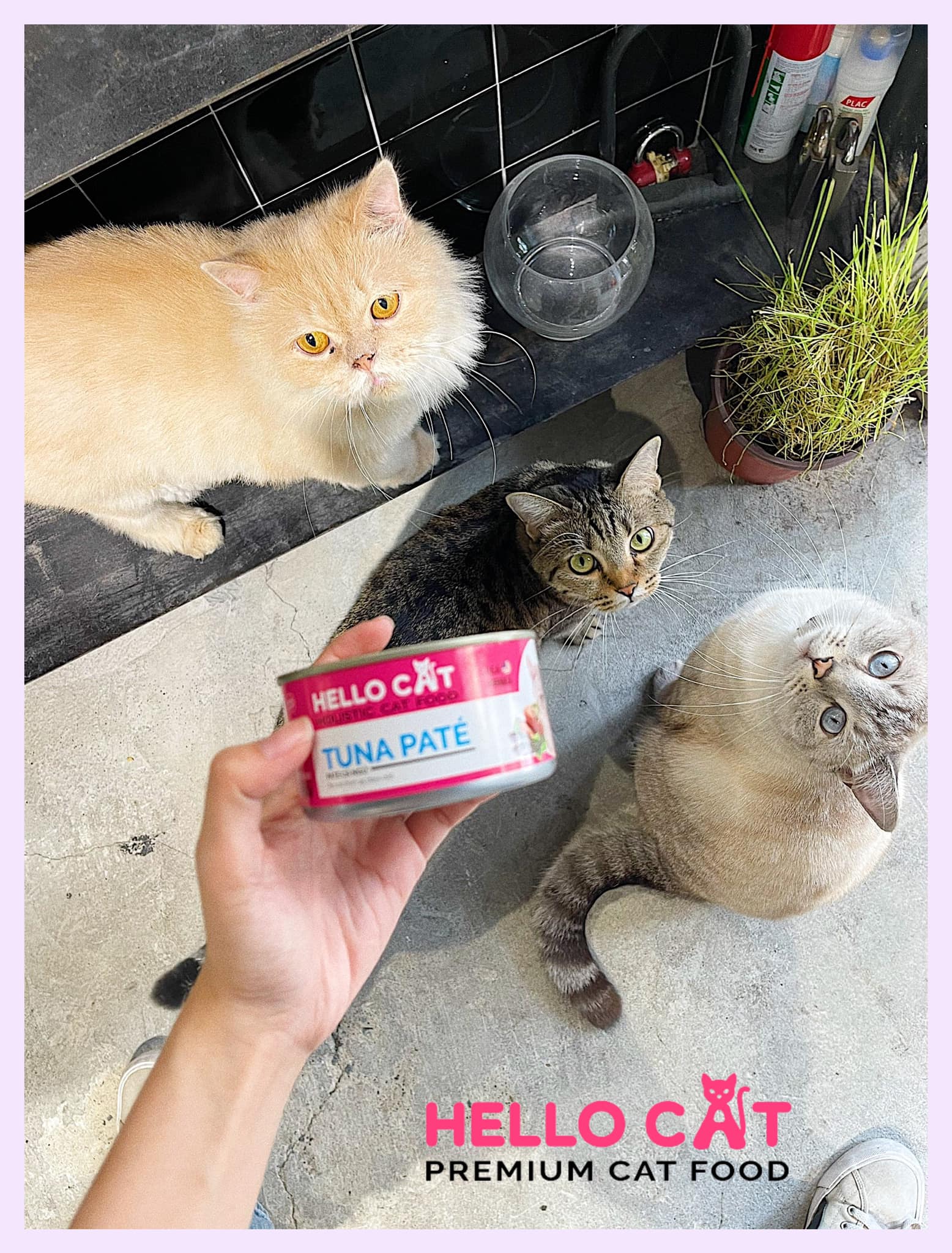 Pa tê Hello Cat cho mèo 190g chicken pate tuna pate