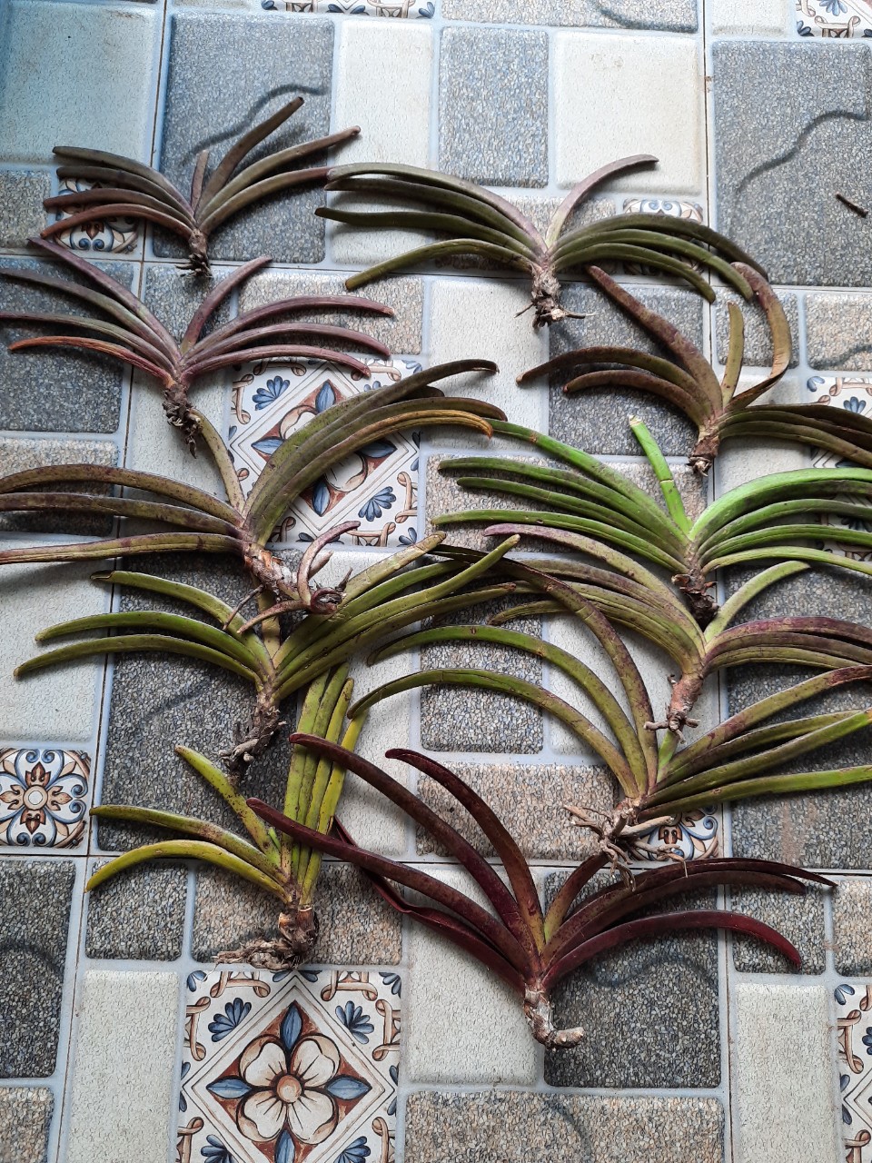 lan rừng đuôi sóc cây to 20k/cay