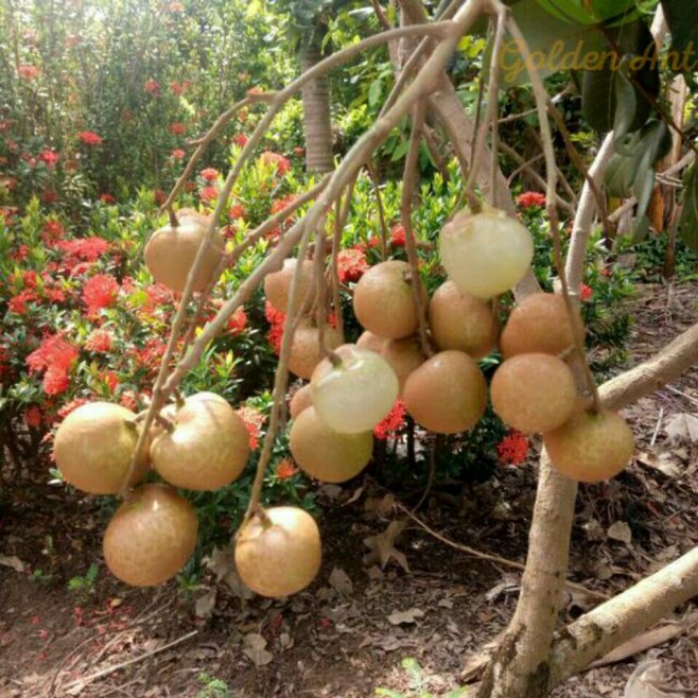 Cây giống Thanh nhãn siêu trái