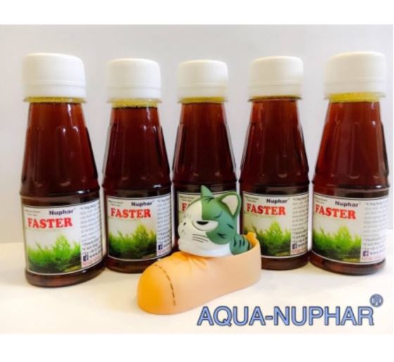 Nuphar faster - phân nước kích rễ cây thuỷ sinh