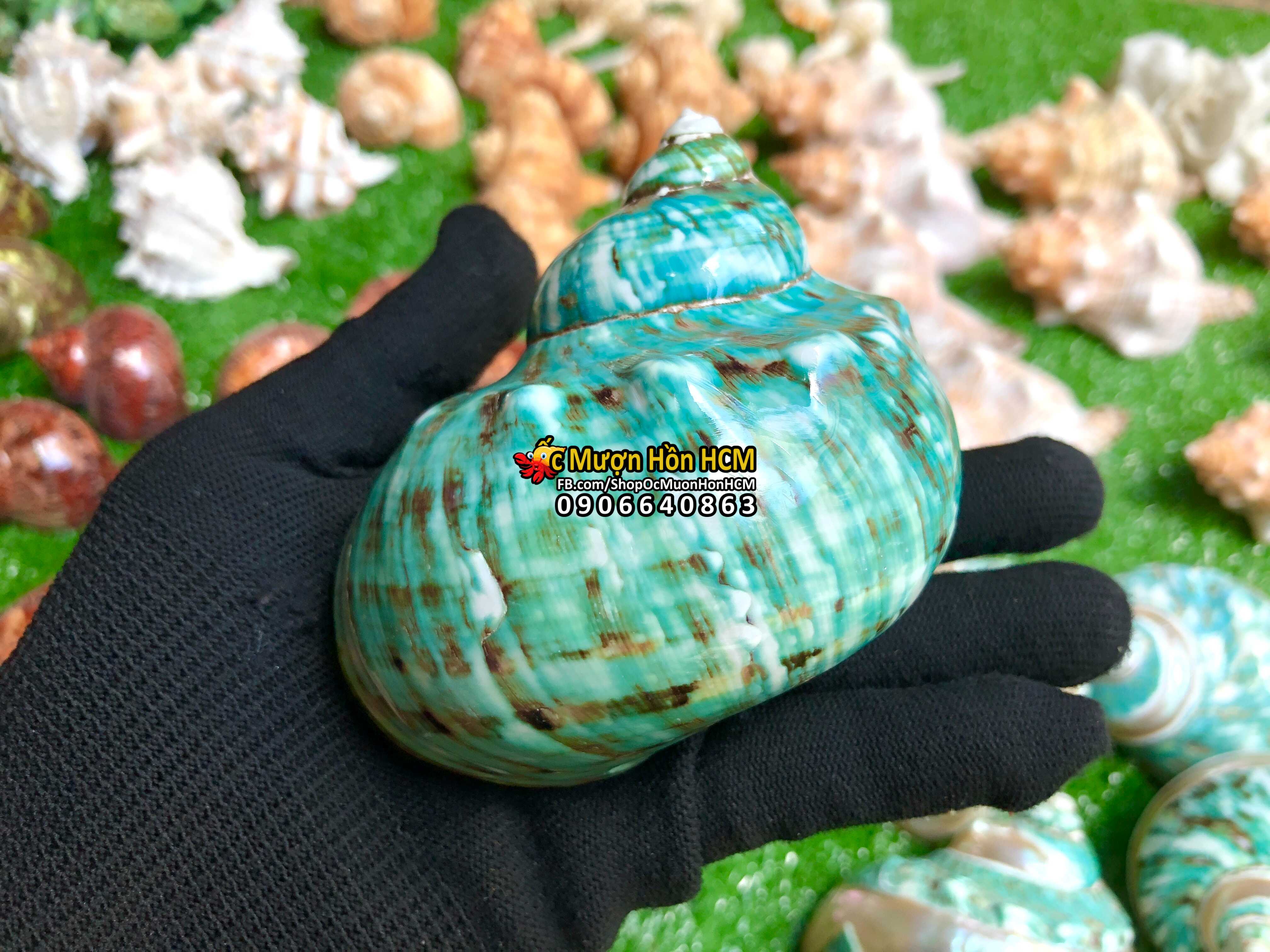 [HCM][3XL, 4XL] Quà tặng từ Biển - Vỏ Xà Cừ Cẩm Thạch - Vỏ Ốc Trang Trí - Siêu Đẹp - Giá Rẻ - Vỏ Ốc Mượn Hồn - Vỏ Ốc Biển Tự Nhiên