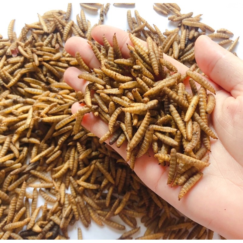 Sâu canxi sấy khô thức ăn dinh dưỡng cao cho thú cưng bò sát cá cảnh