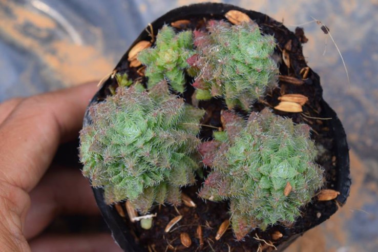 Sen đá sedum lông - đà lạt - lỗi 1 đổi 1