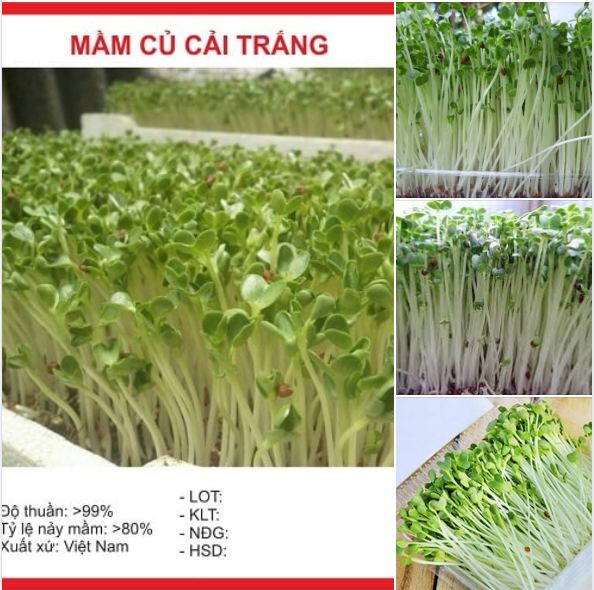 "Gói 50Gram "Hạt giống mầm củ cải trắng