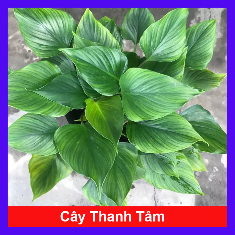 Cây Thanh Tâm - Cây cảnh trong nhà